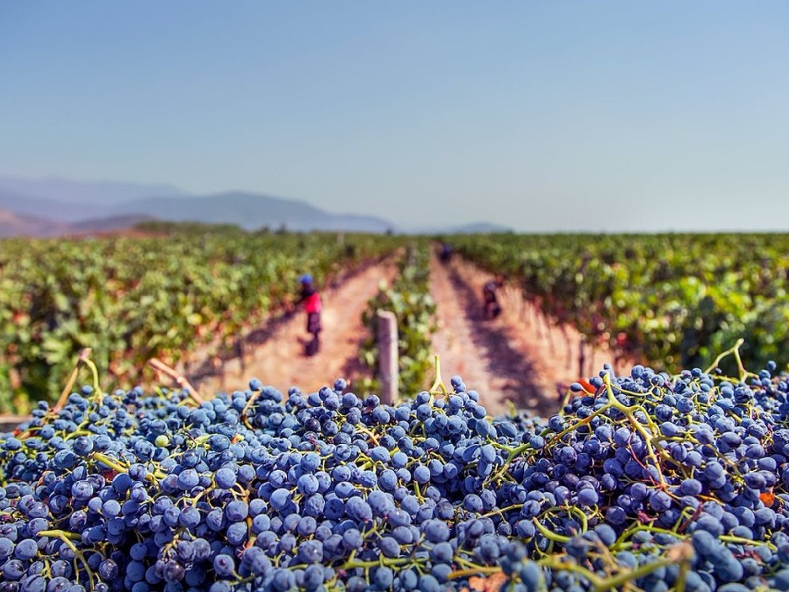 Freshly harvested dark grapes with vineyard rows and mountains beyond